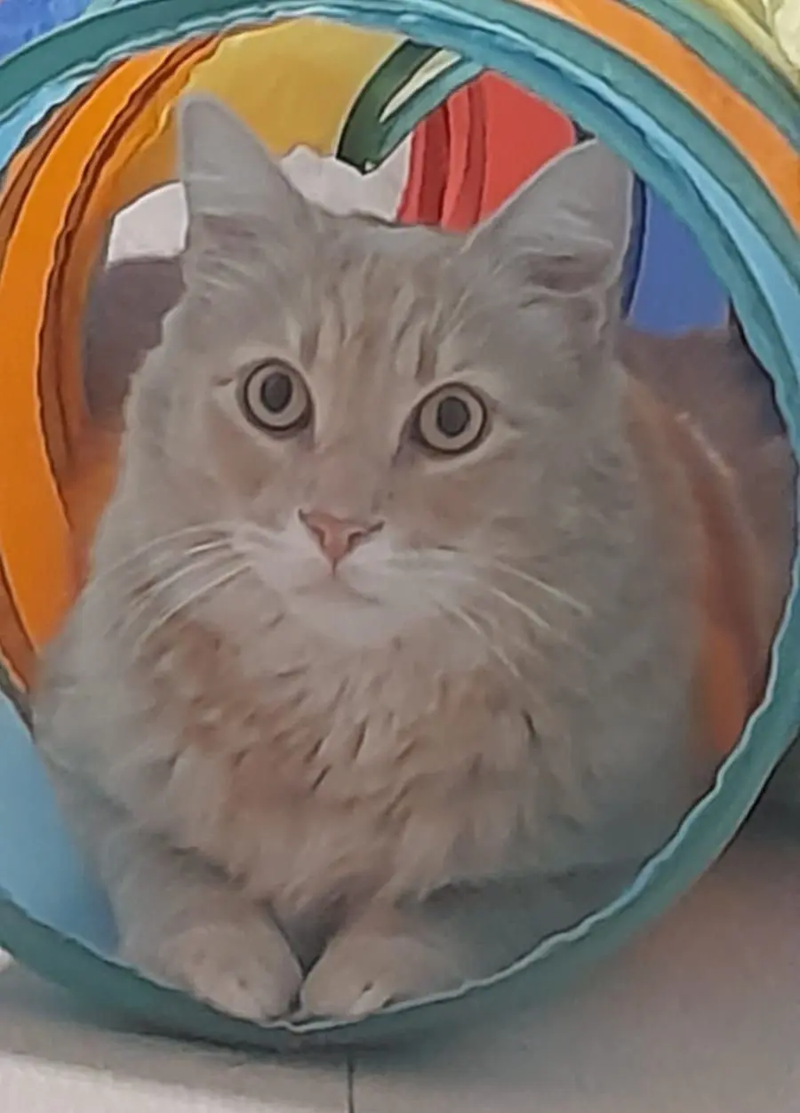 gatto lost    Florence Teo