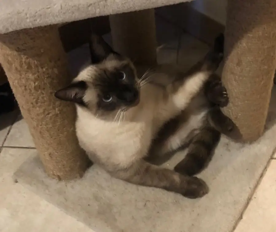 gatto lost     Gastone