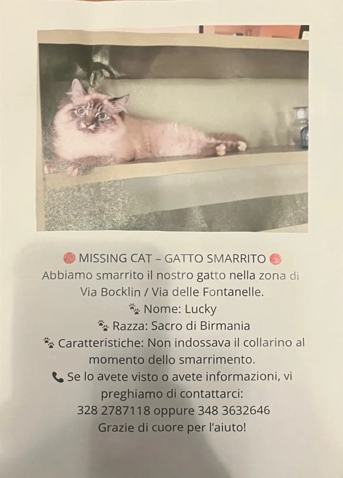gatto lost    Fiesole Lucky