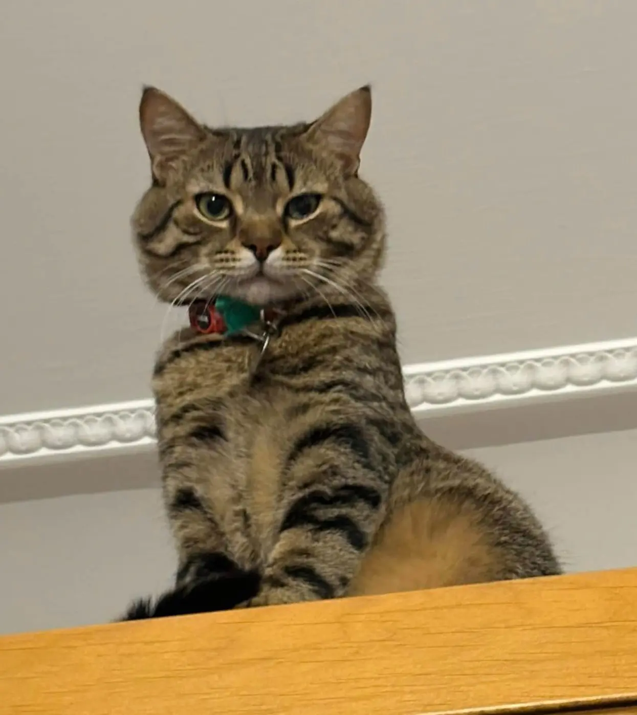 gatto lost    Bagno a Ripoli Marco aurelio