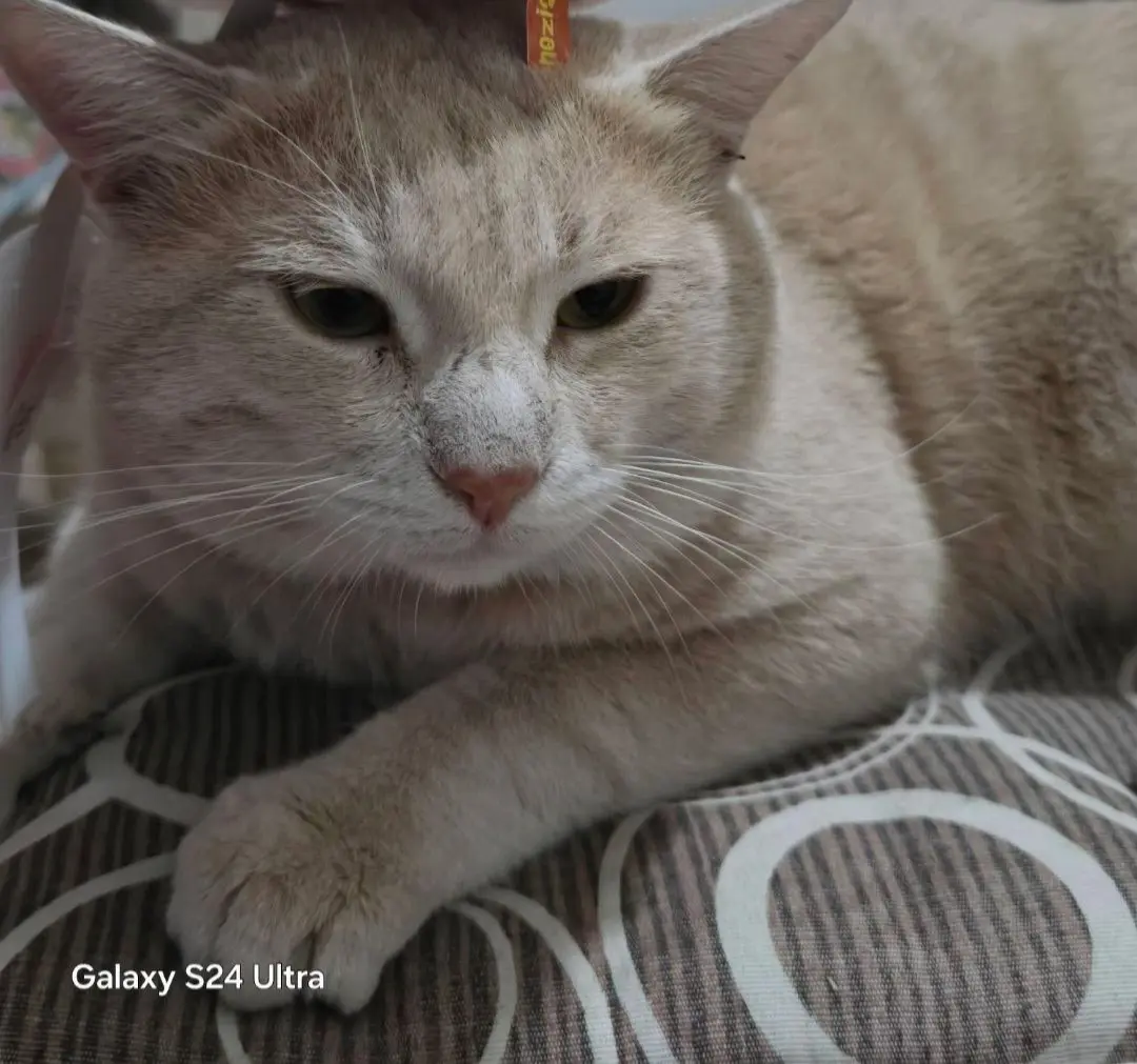 gatto lost  Autostrada Adriatica 63821 Porto Sant'Elpidio Duca