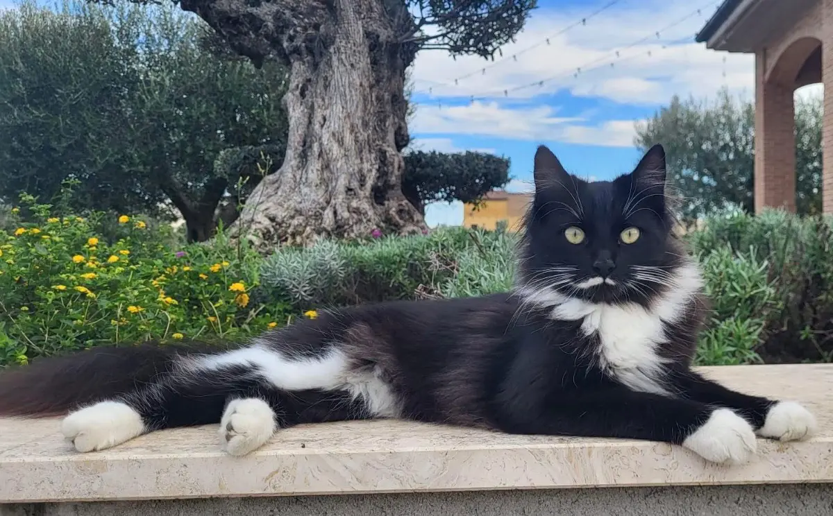 gatto lost  Autostrada Adriatica 63821 Porto Sant'Elpidio Figaro
