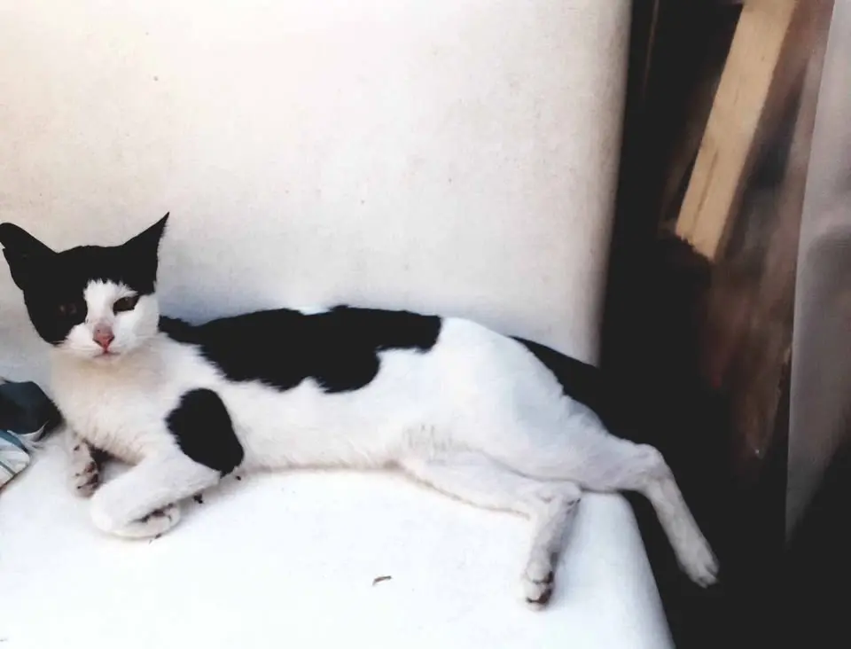 gatto lost  Autostrada Adriatica 63821 Porto Sant'Elpidio Machia