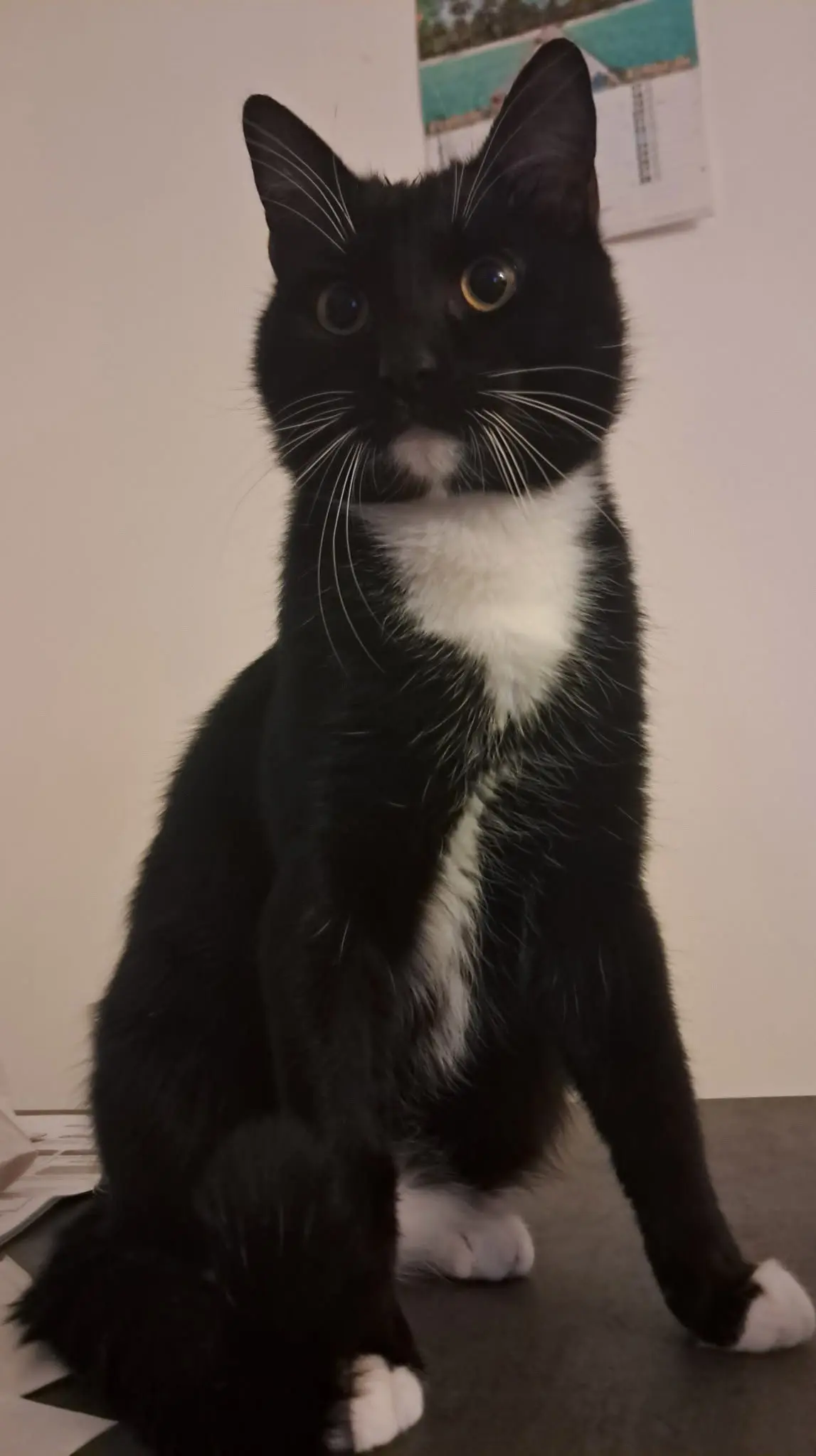 gatto lost  Via Marche 63811 Sant'Elpidio a Mare Nuvola