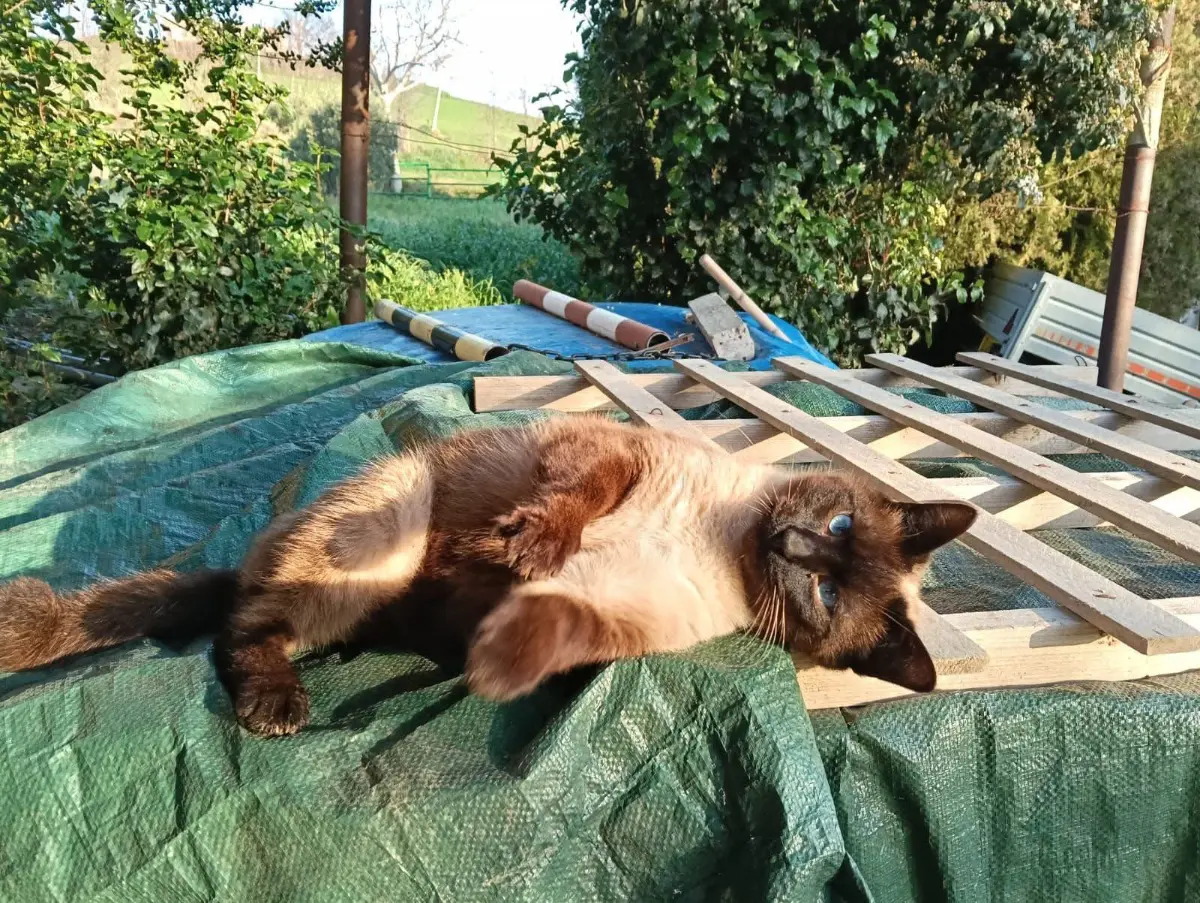 gatto lost  Via Olimpiadi 63813 Monte Urano Pollo