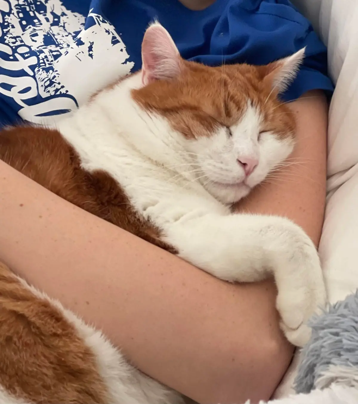 gatto lost  Strada Provinciale 66 Petritoli 63846 Monte Giberto Sconosciuto