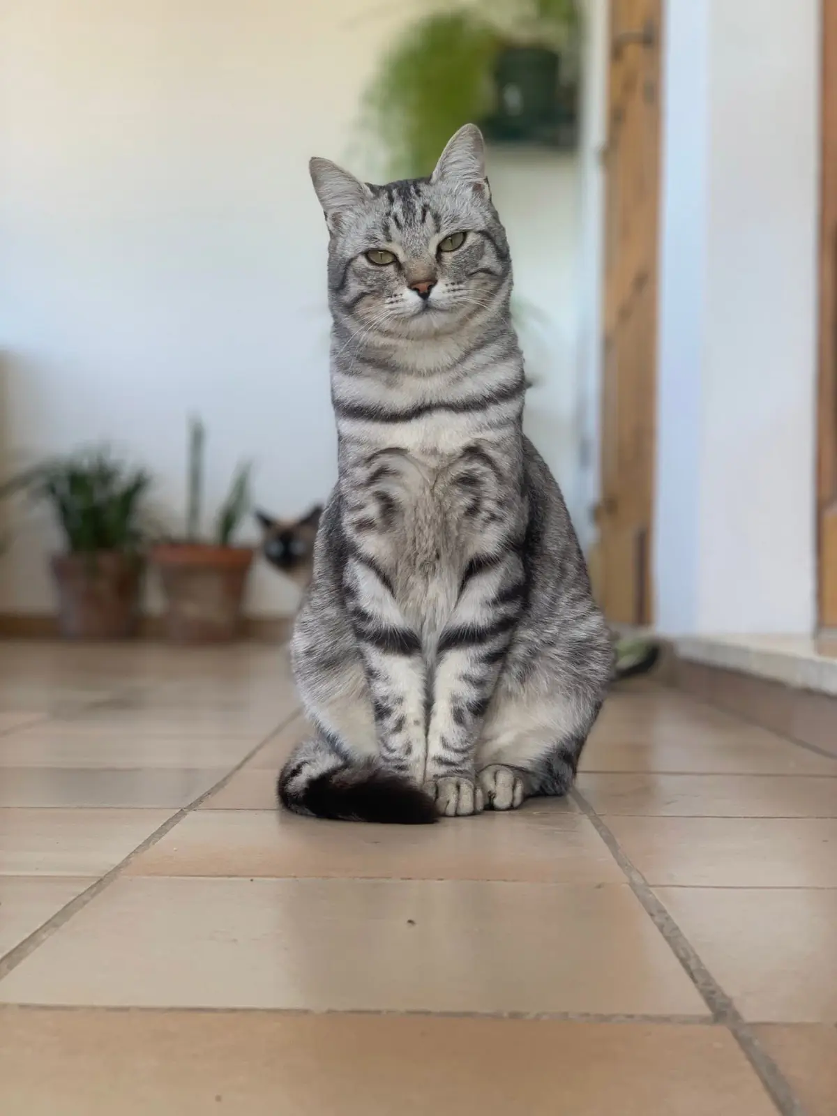 gatto lost   63900 Fermo Simba