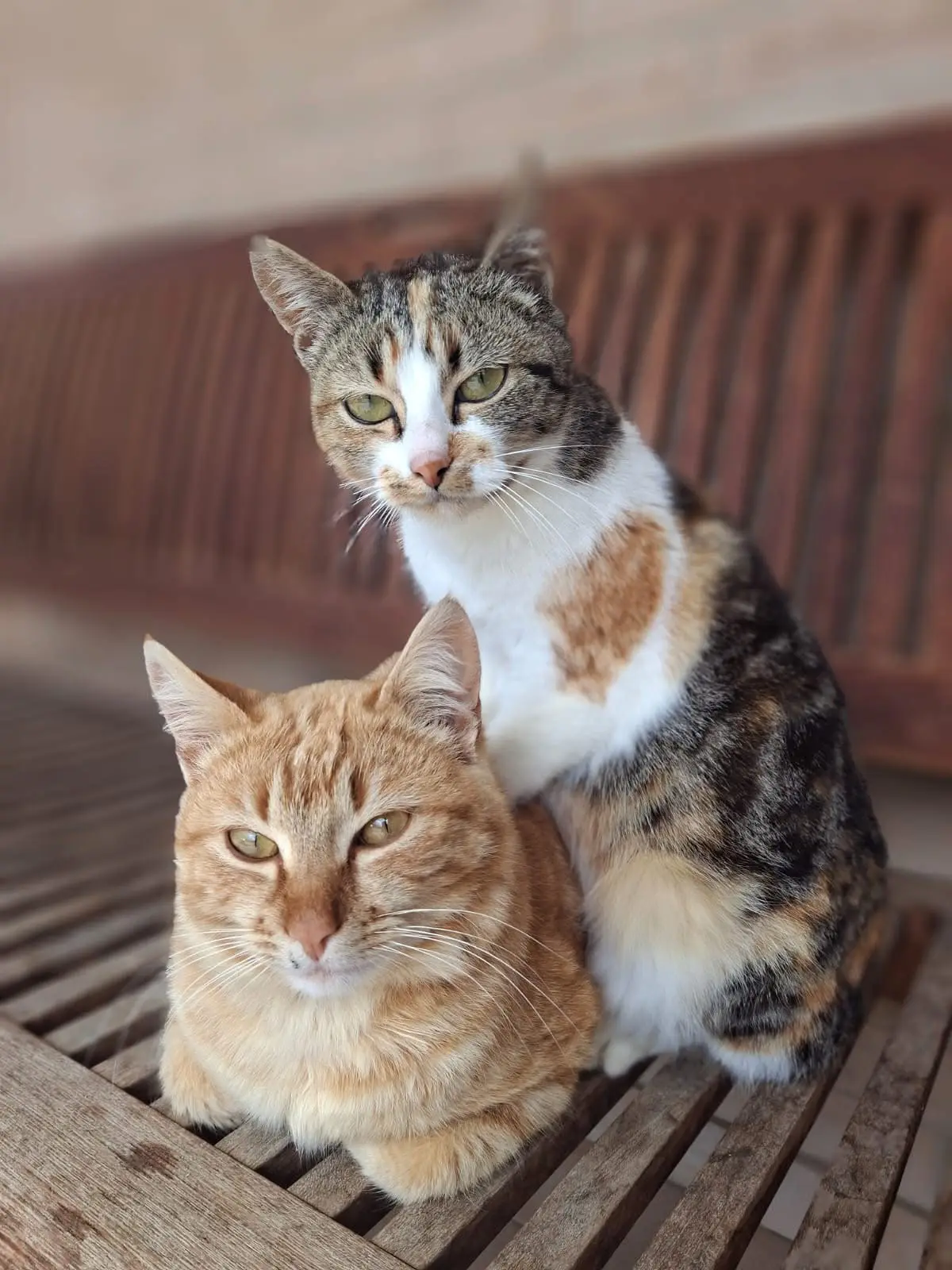 gatto lost  Via Enrico Fermi 63839 Servigliano Tigro