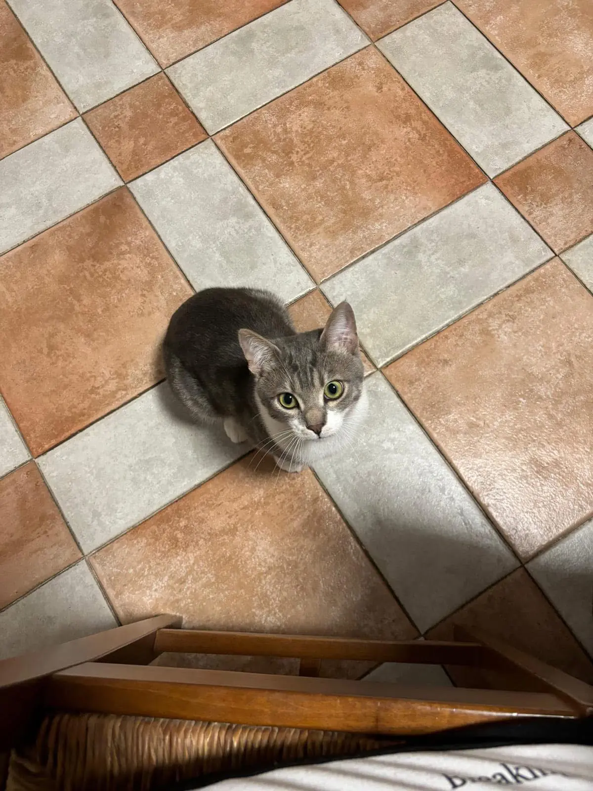 gatto lost    Bogliasco Artù