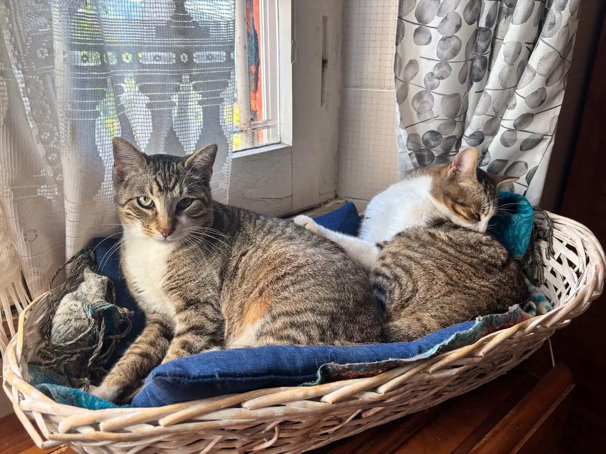 gatto lost   16033 Lavagna Bettino e cerse