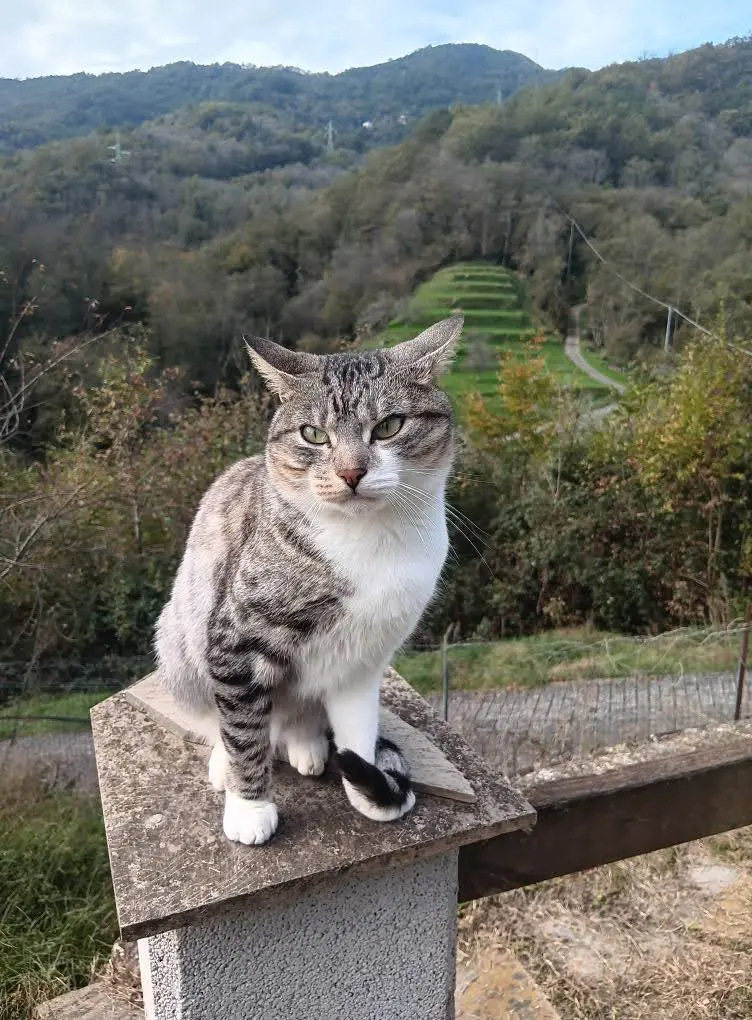 gatto lost   16024  Bringo