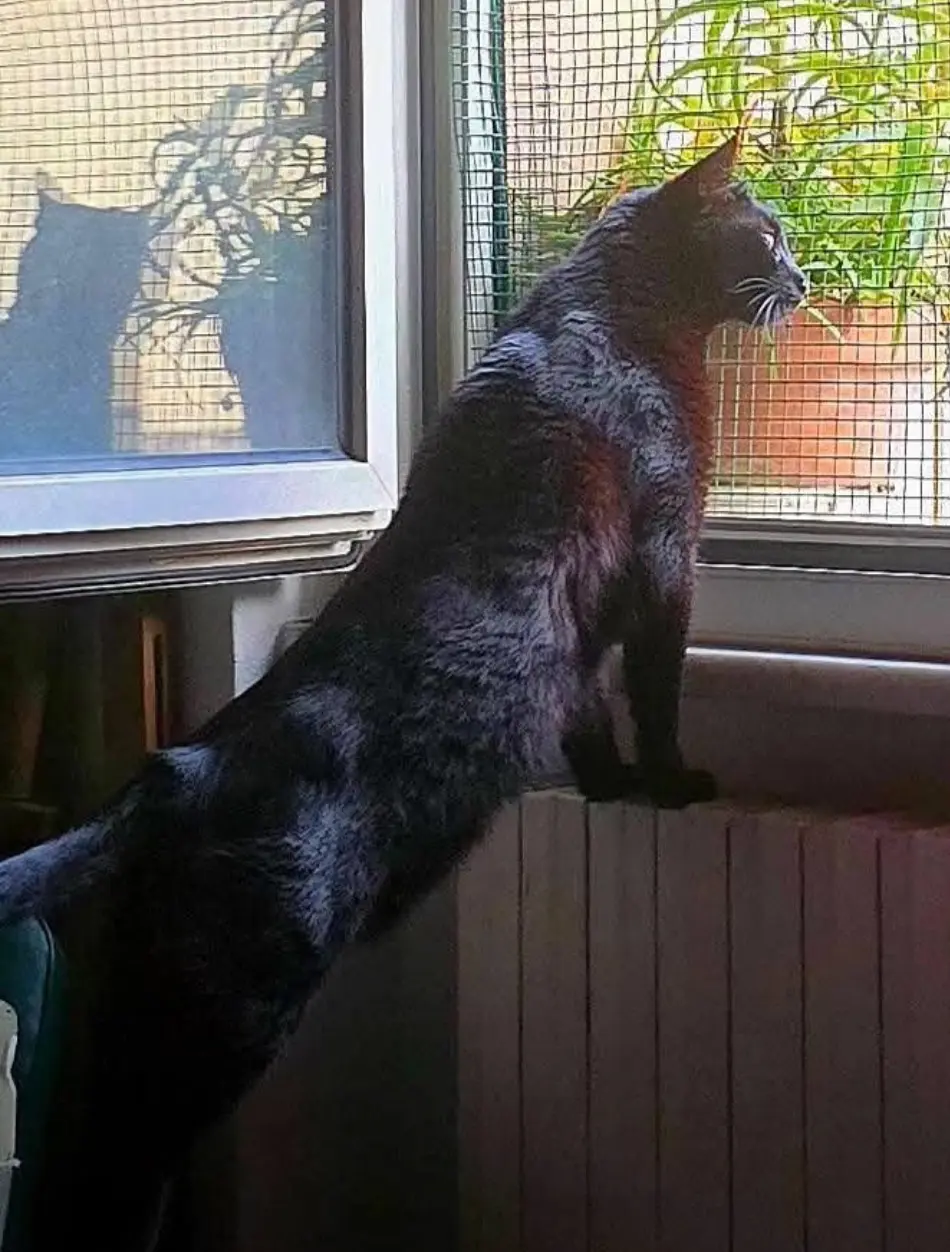 gatto lost   16036 Recco Bruno