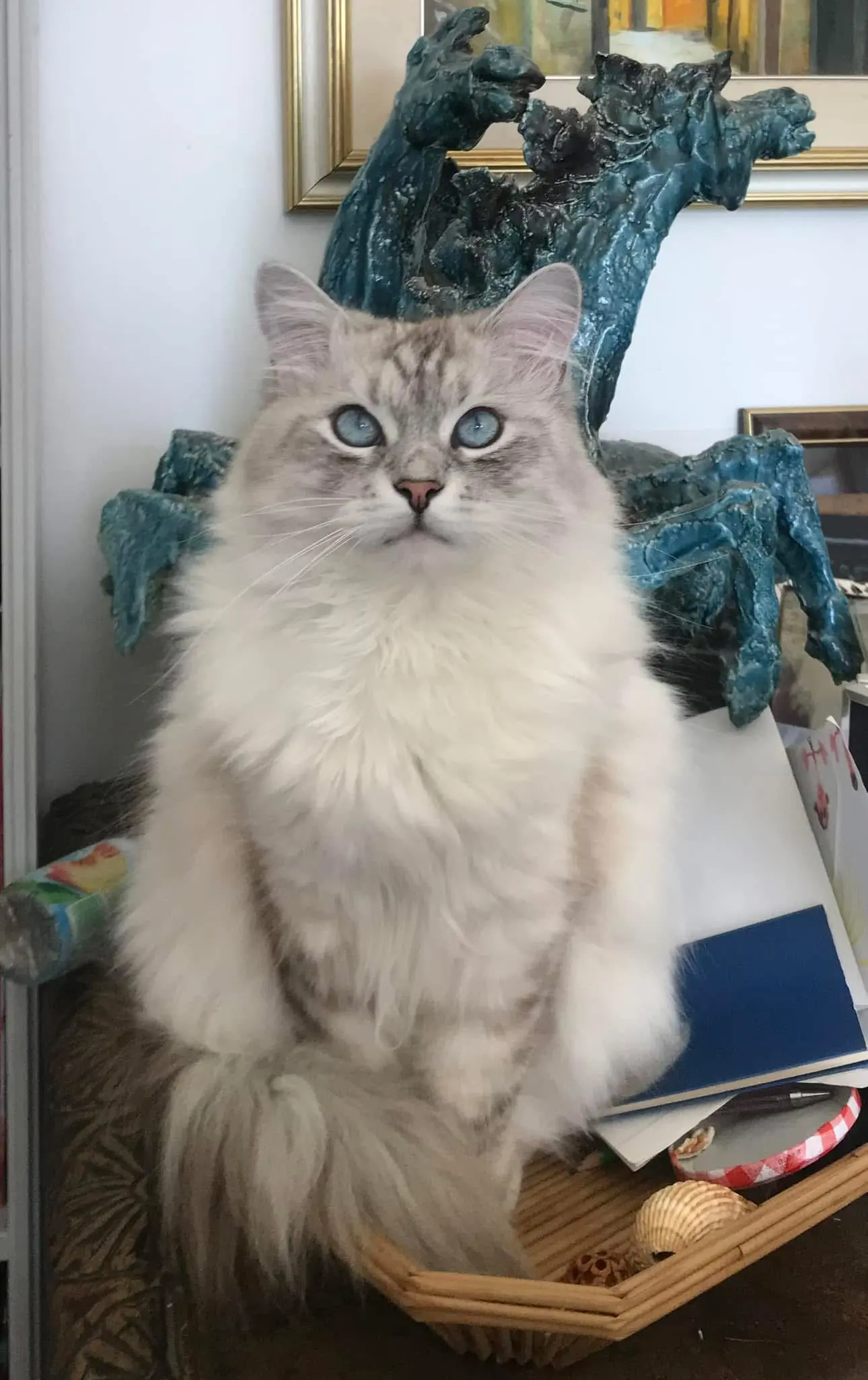 gatto lost    Gênes Argo