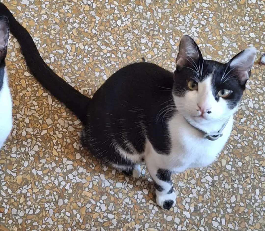 gatto lost    Gênes Blacky