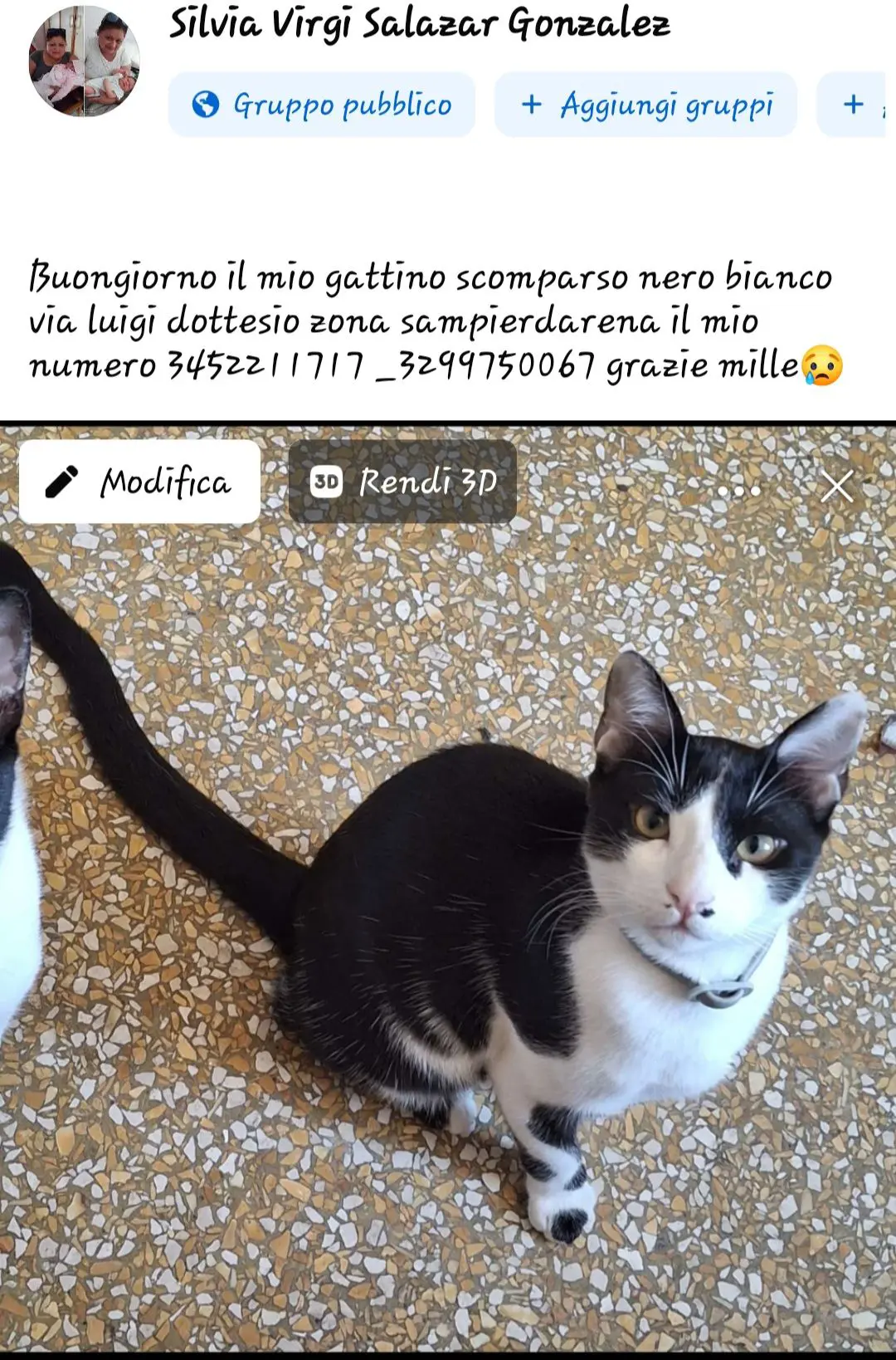 gatto lost    Gênes Blaky