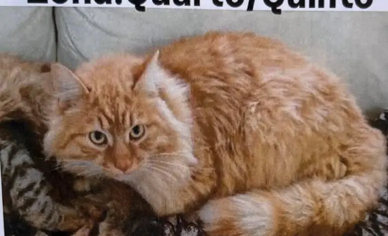 gatto lost    Gênes Candalù