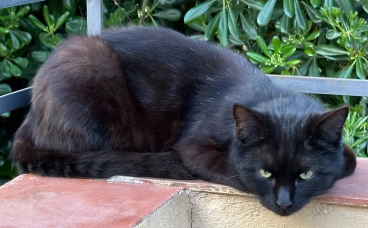 gatto lost    Gênes Diabo