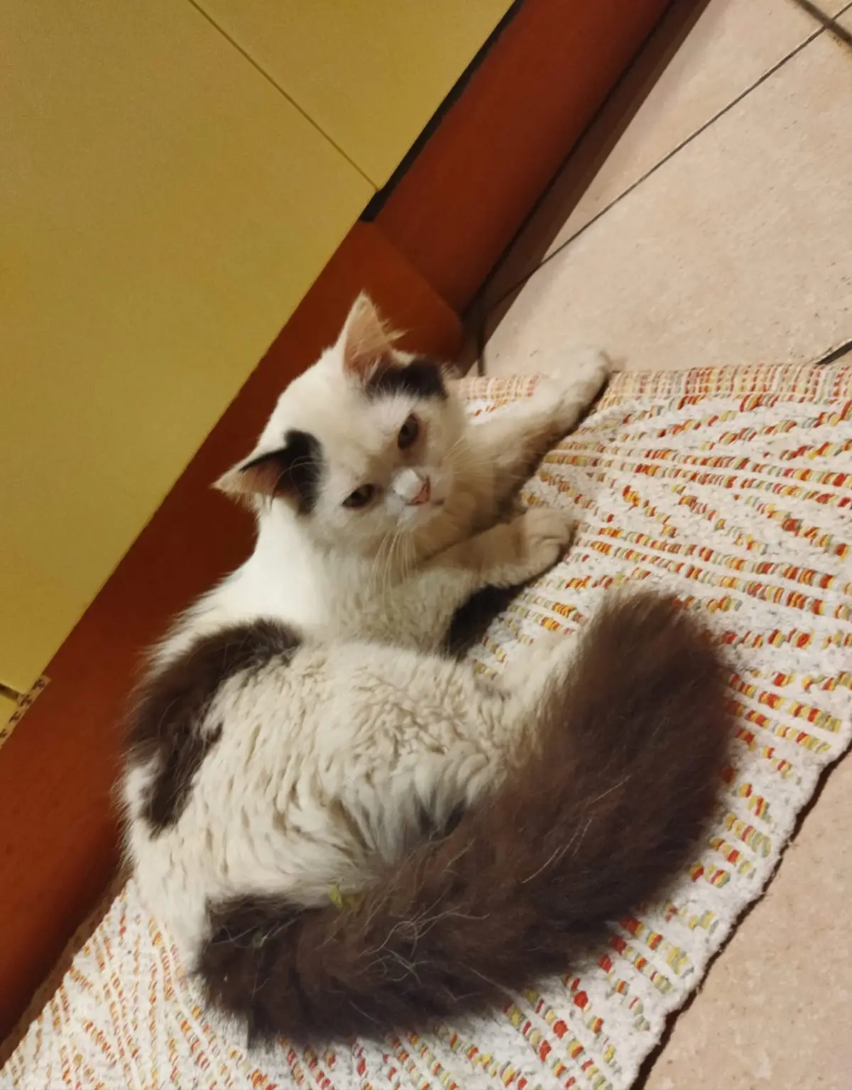 gatto lost    Gênes Drake