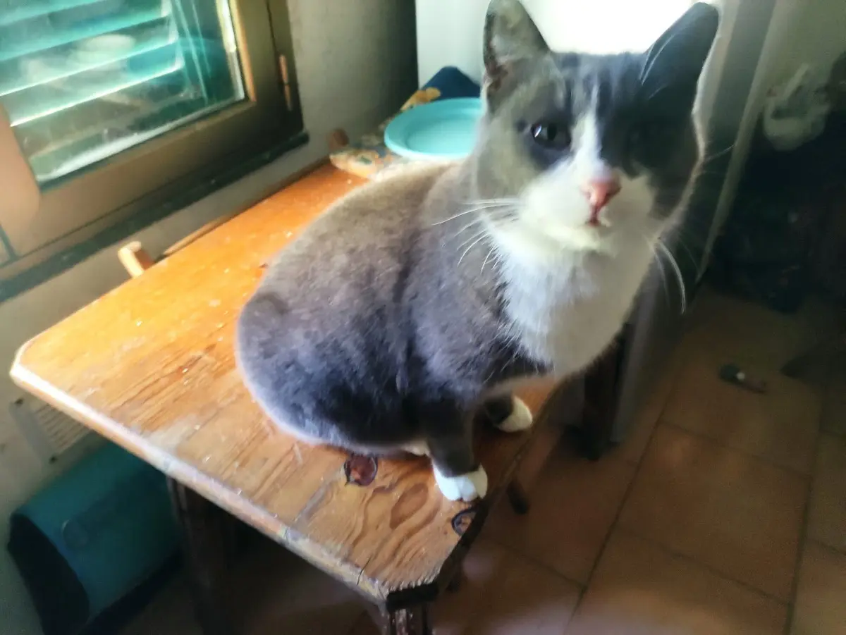 gatto lost    Gênes Fury