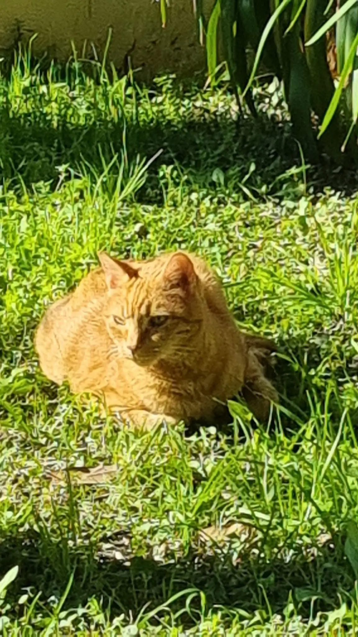 gatto lost    Gênes Garefield