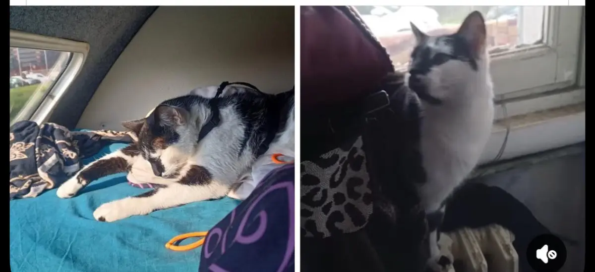 gatto lost    Gênes Gigi