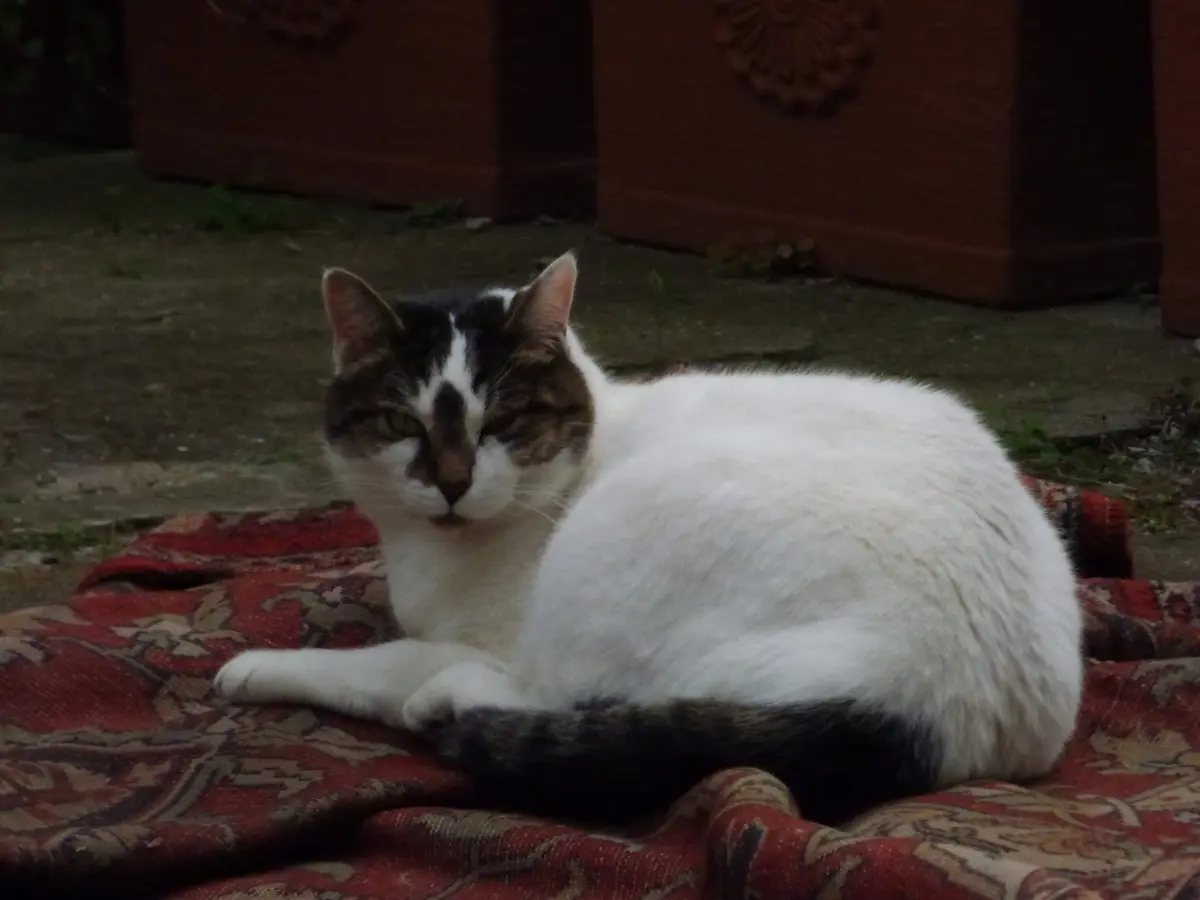 gatto lost    Gênes Hiro