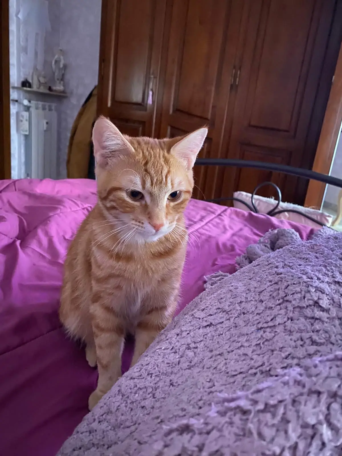 gatto lost    Gênes Leon