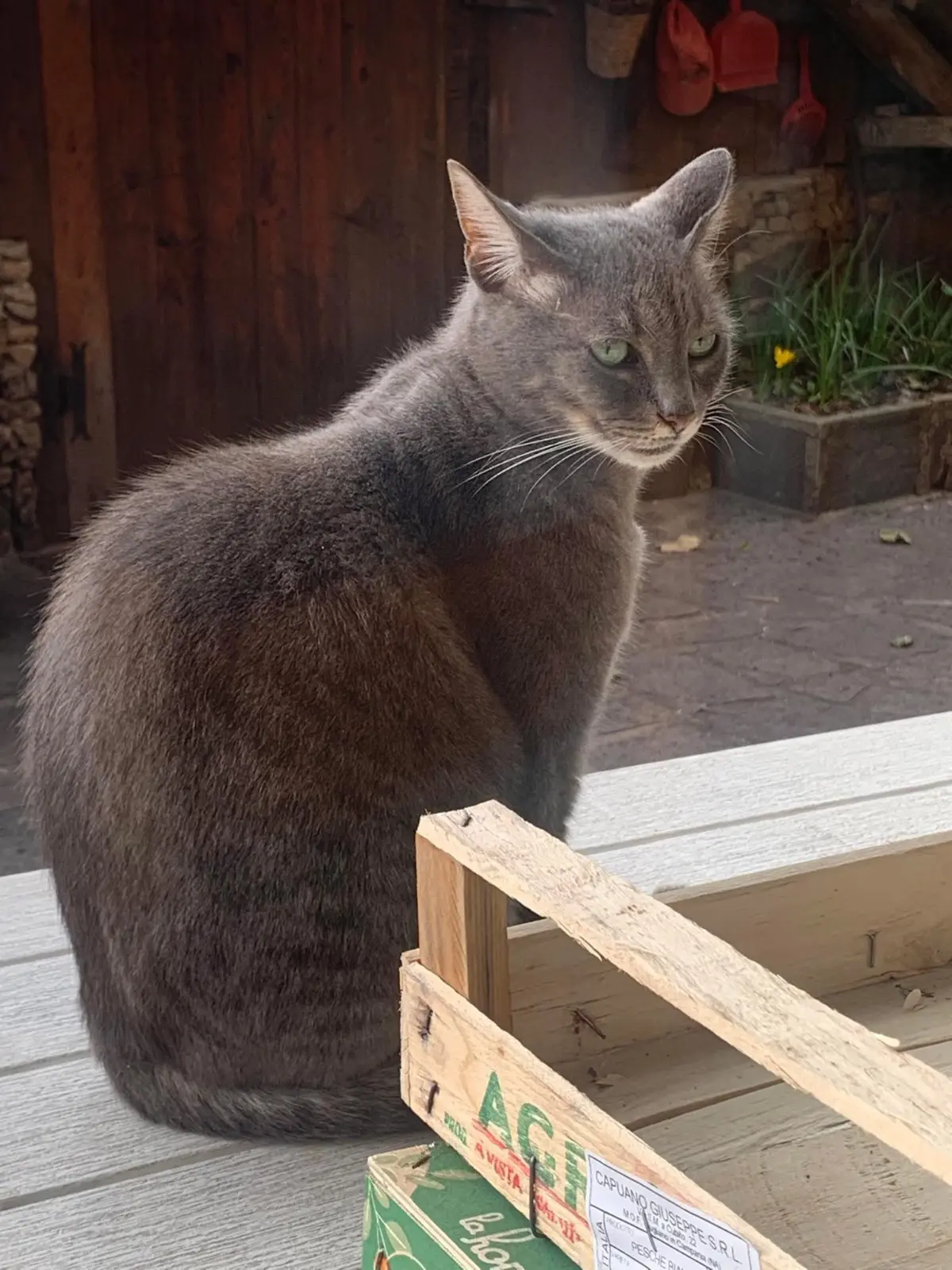 gatto lost    Gênes Mirtilla