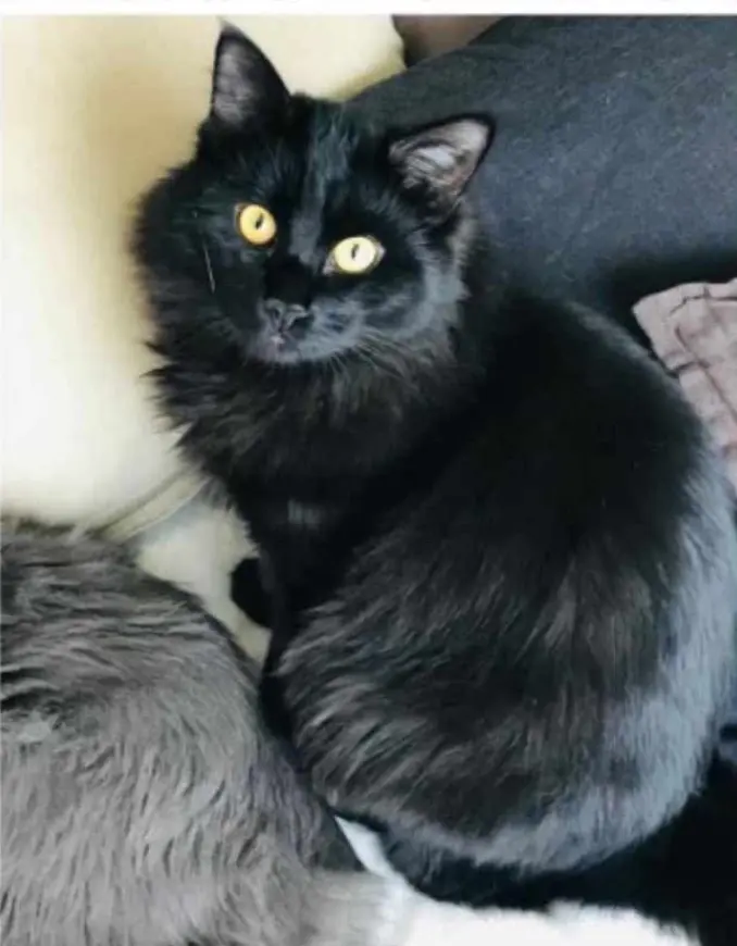 gatto lost    Gênes Mortino