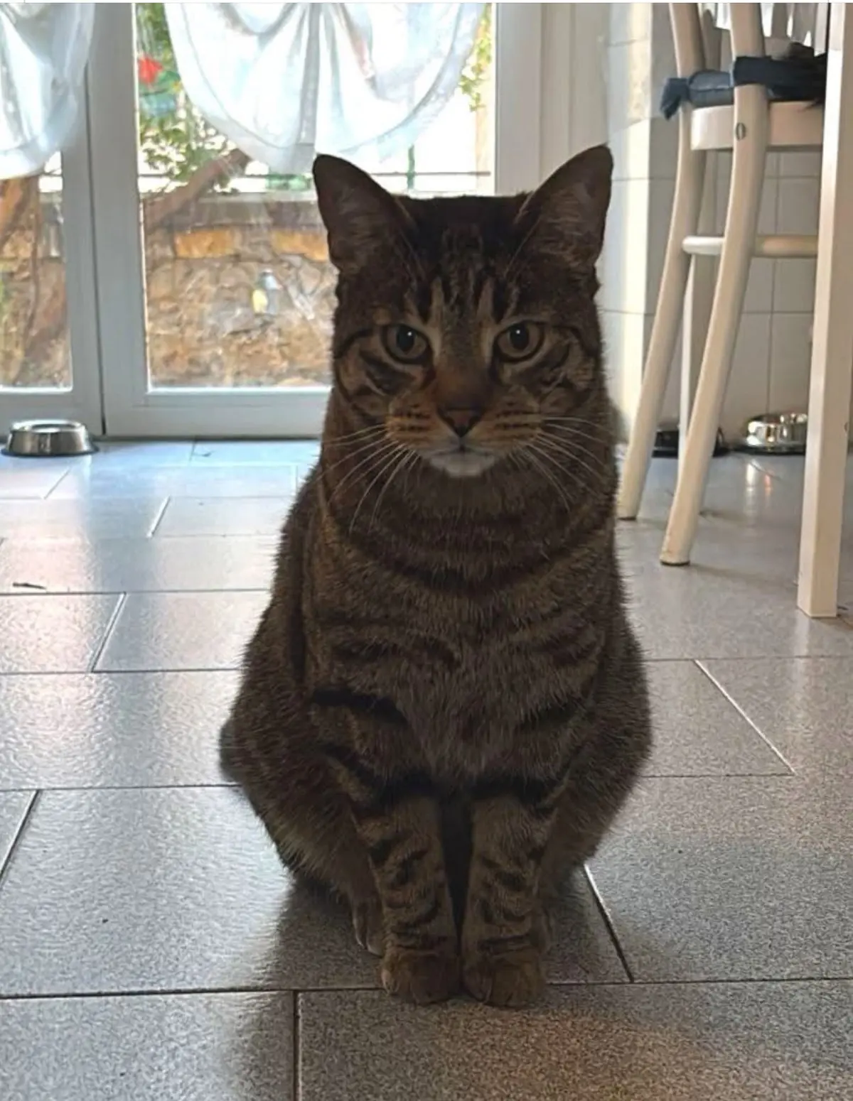 gatto lost    Gênes Nyo