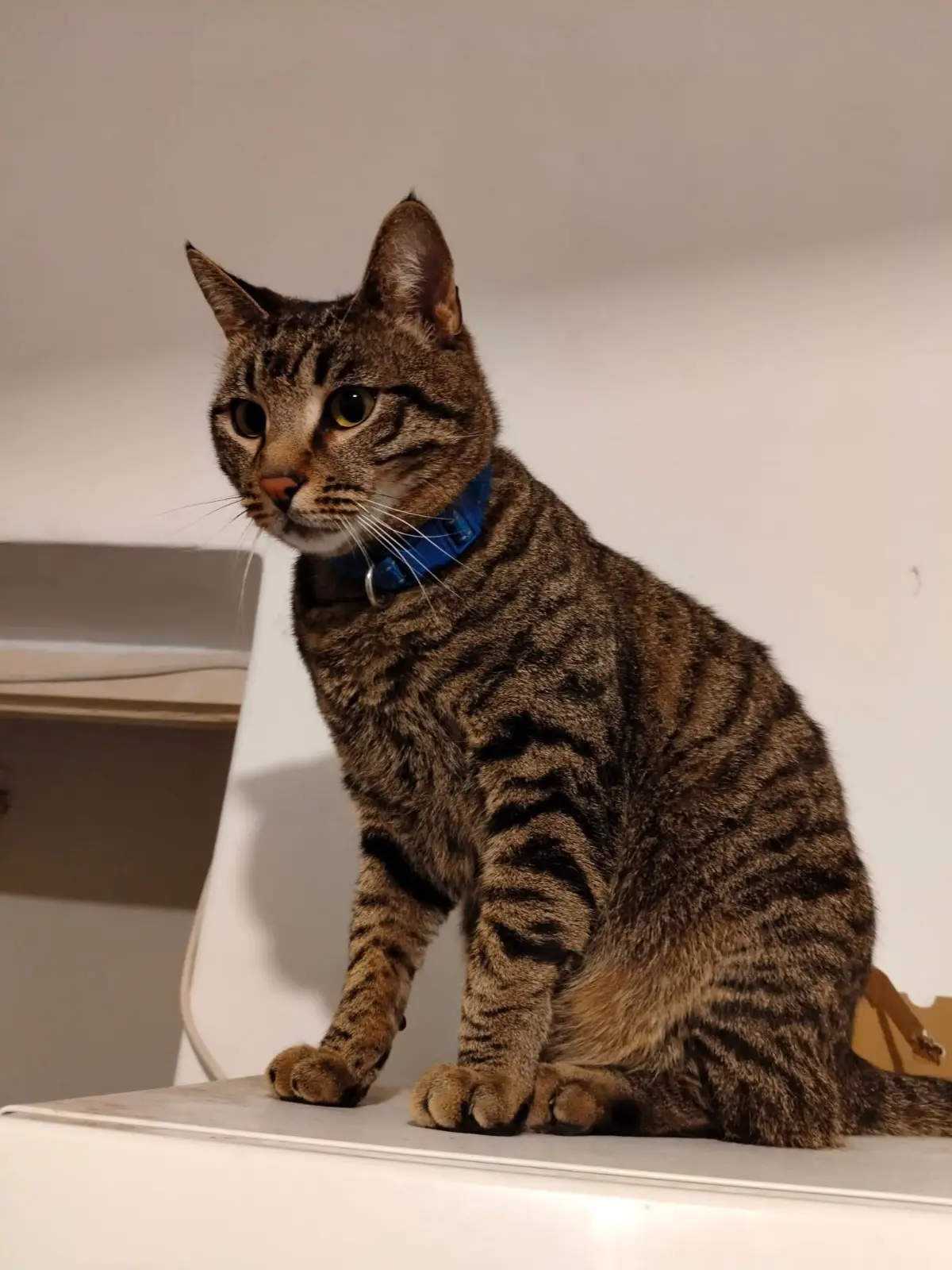 gatto lost    Gênes Odino