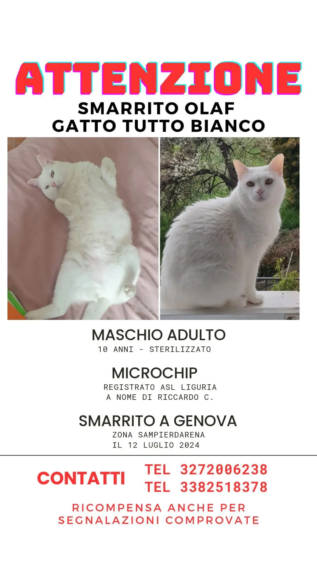 gatto lost    Gênes Olaf