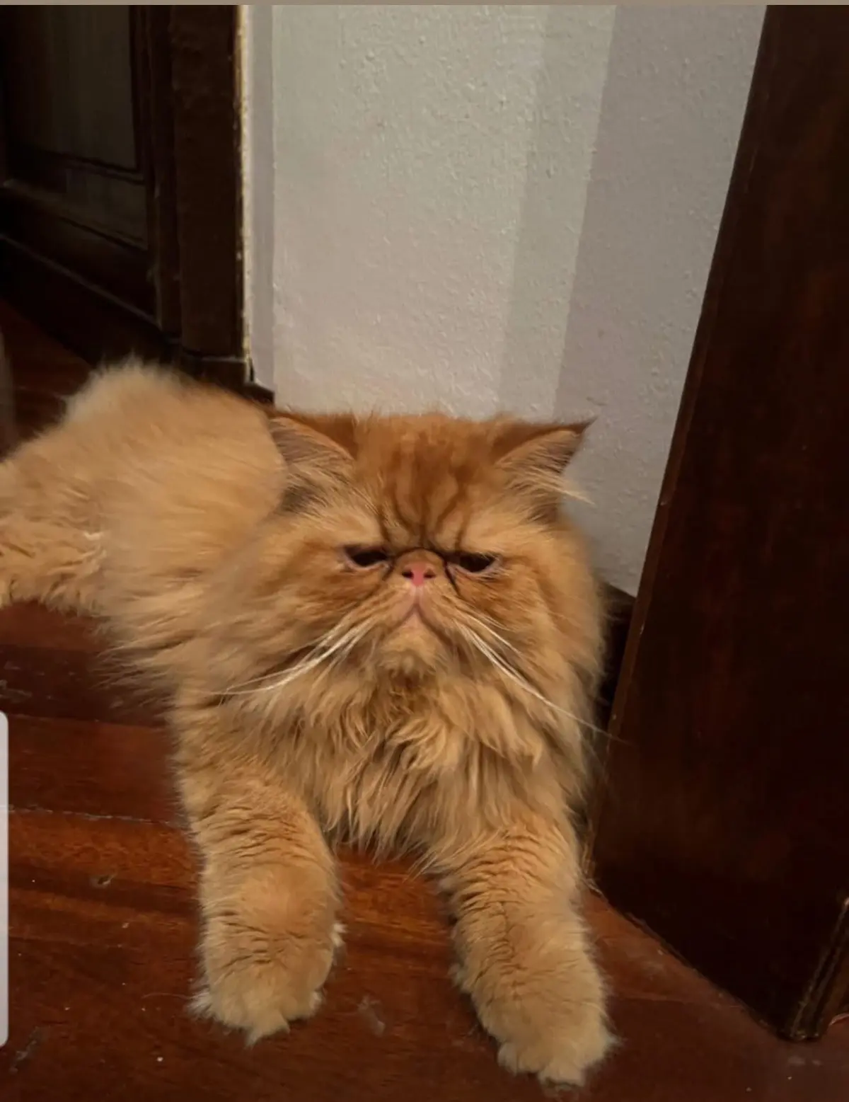 gatto lost    Gênes Pilade