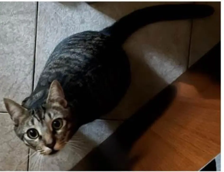 gatto lost    Gênes Pippi