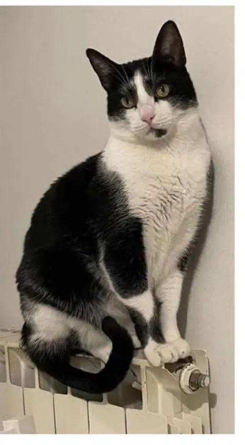 gatto lost    Gênes Pippo