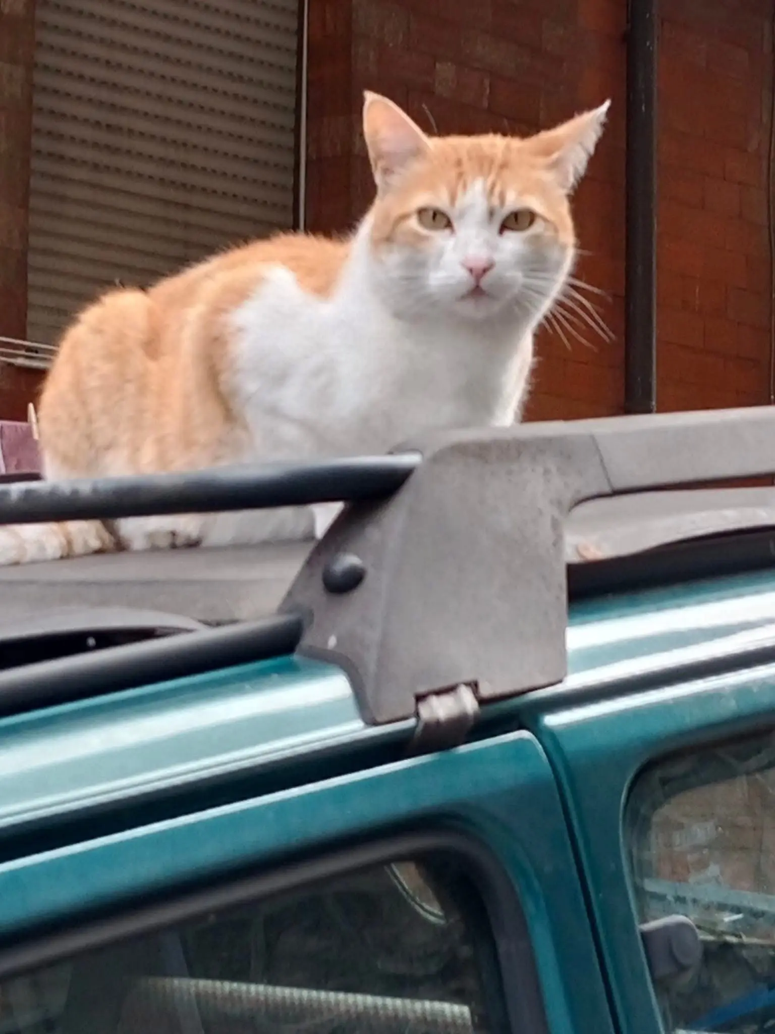 gatto lost    Gênes Rosso alias bailey