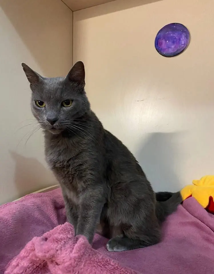 gatto lost    Gênes Teo