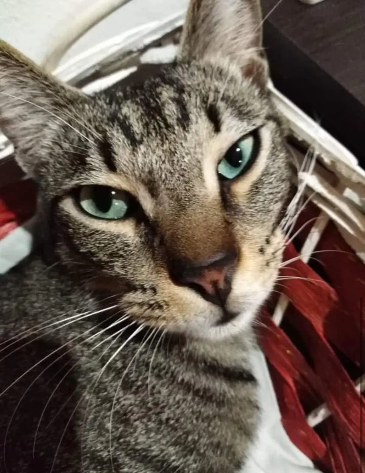 gatto lost    Gênes Verci