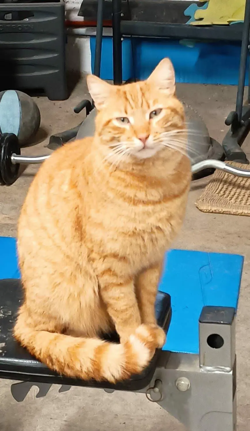 gatto lost    Castiglione Chiavarese Leo