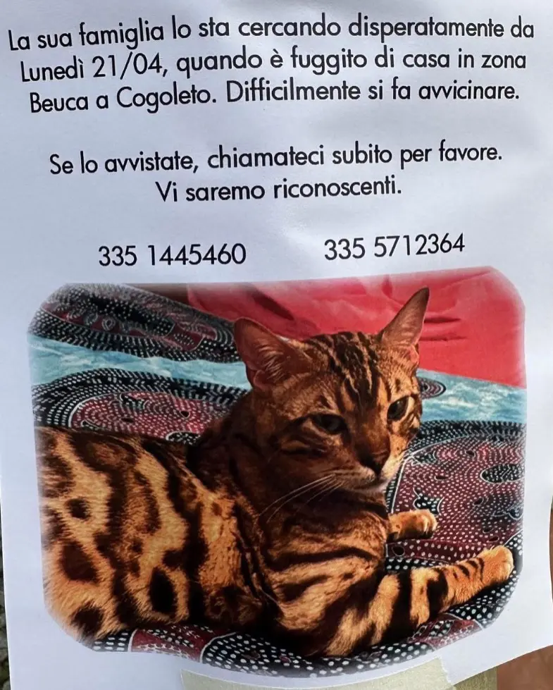 gatto lost   16016 Cogoleto Magnum