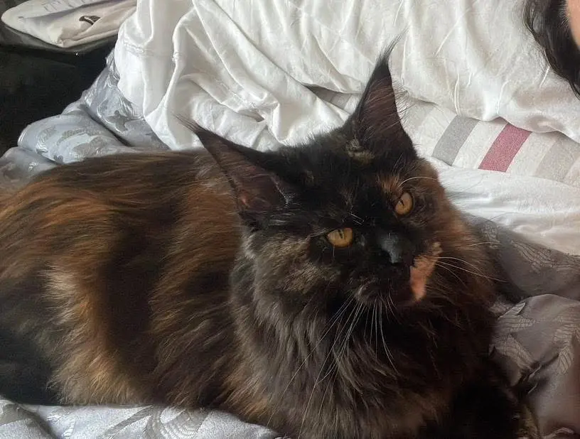 gatto lost     Maichana