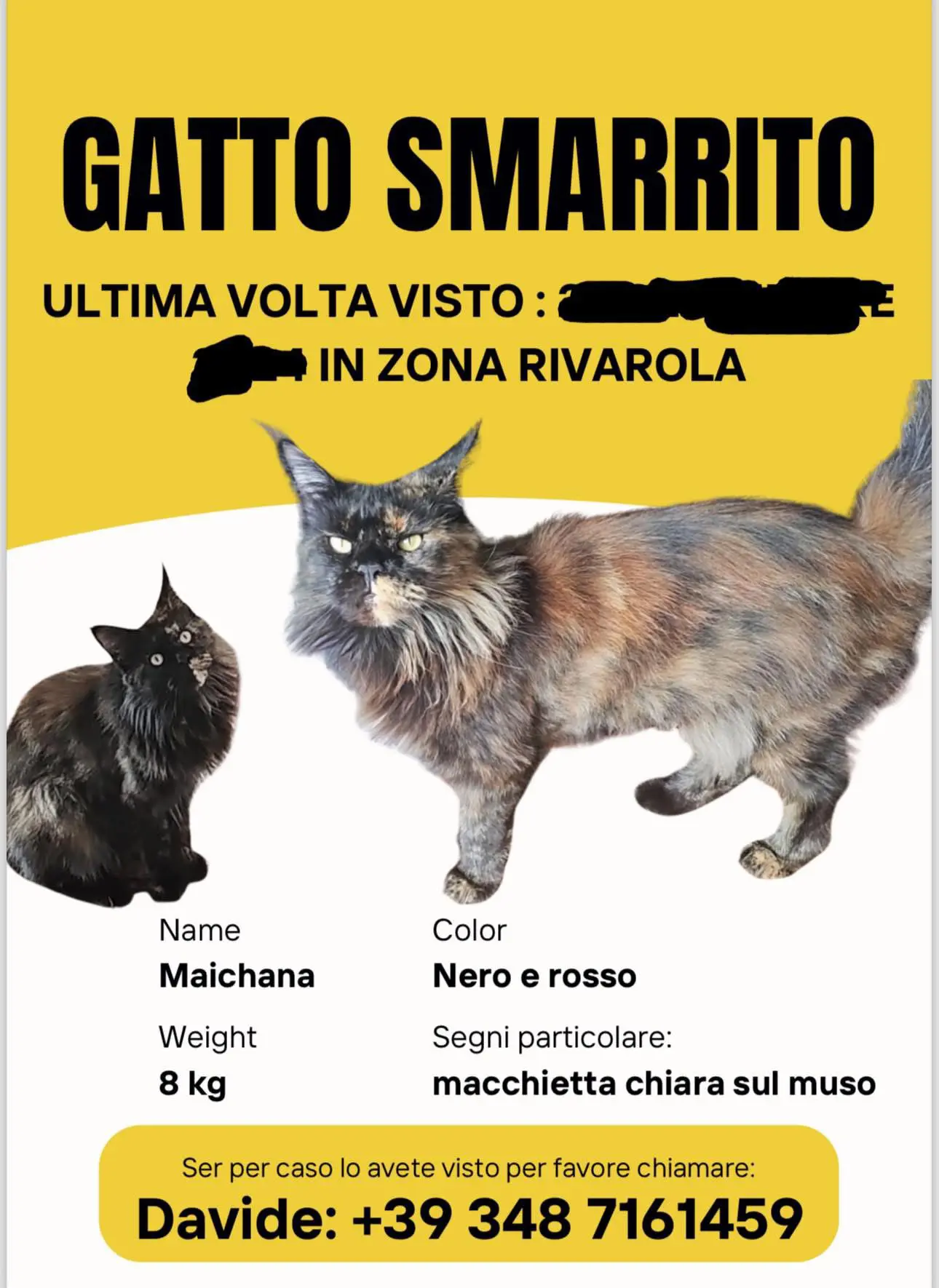 gatto lost   16041 Borzonasca Maichana