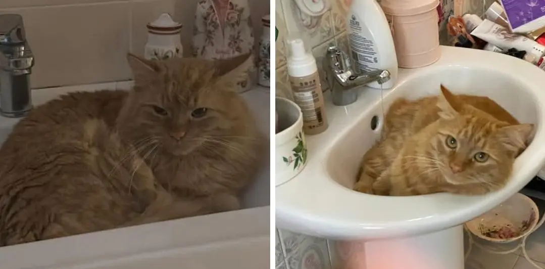 gatto lost   16035 Rapallo Nn lo so