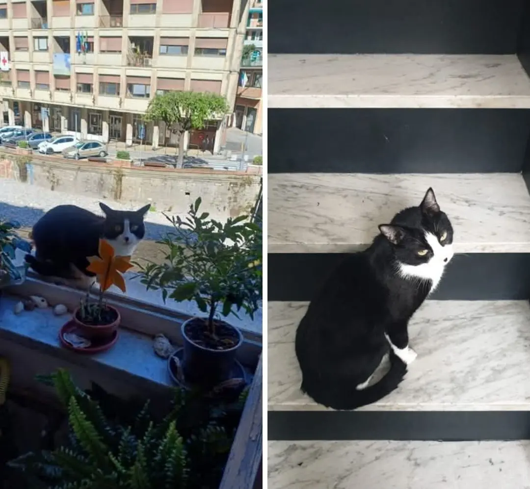 gatto lost    Sori Nn lo so