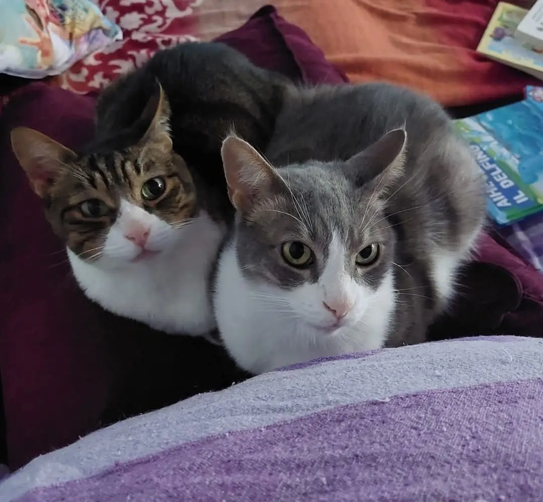 gatto lost    Camogli No nome