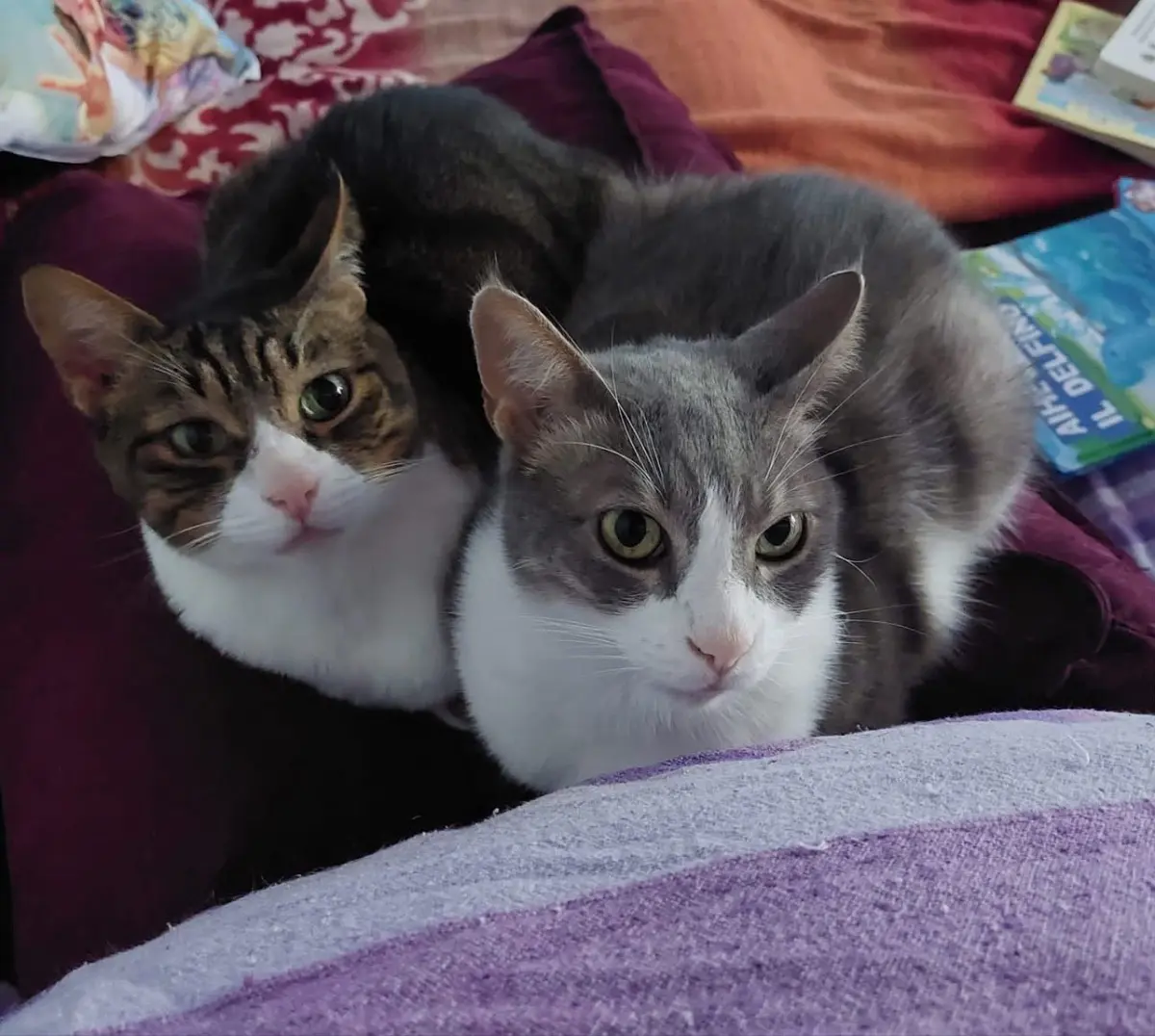 gatto lost    Camogli Non lo so