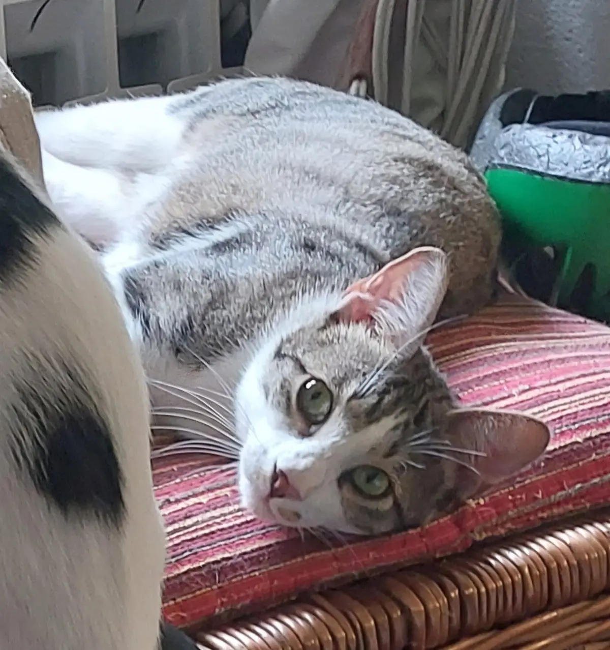 gatto lost   16013 Campo Ligure Oreo