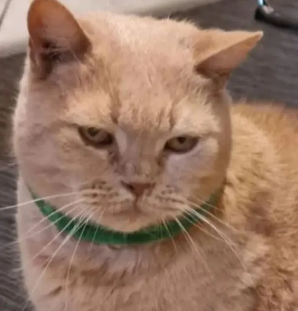 gatto lost     Peter