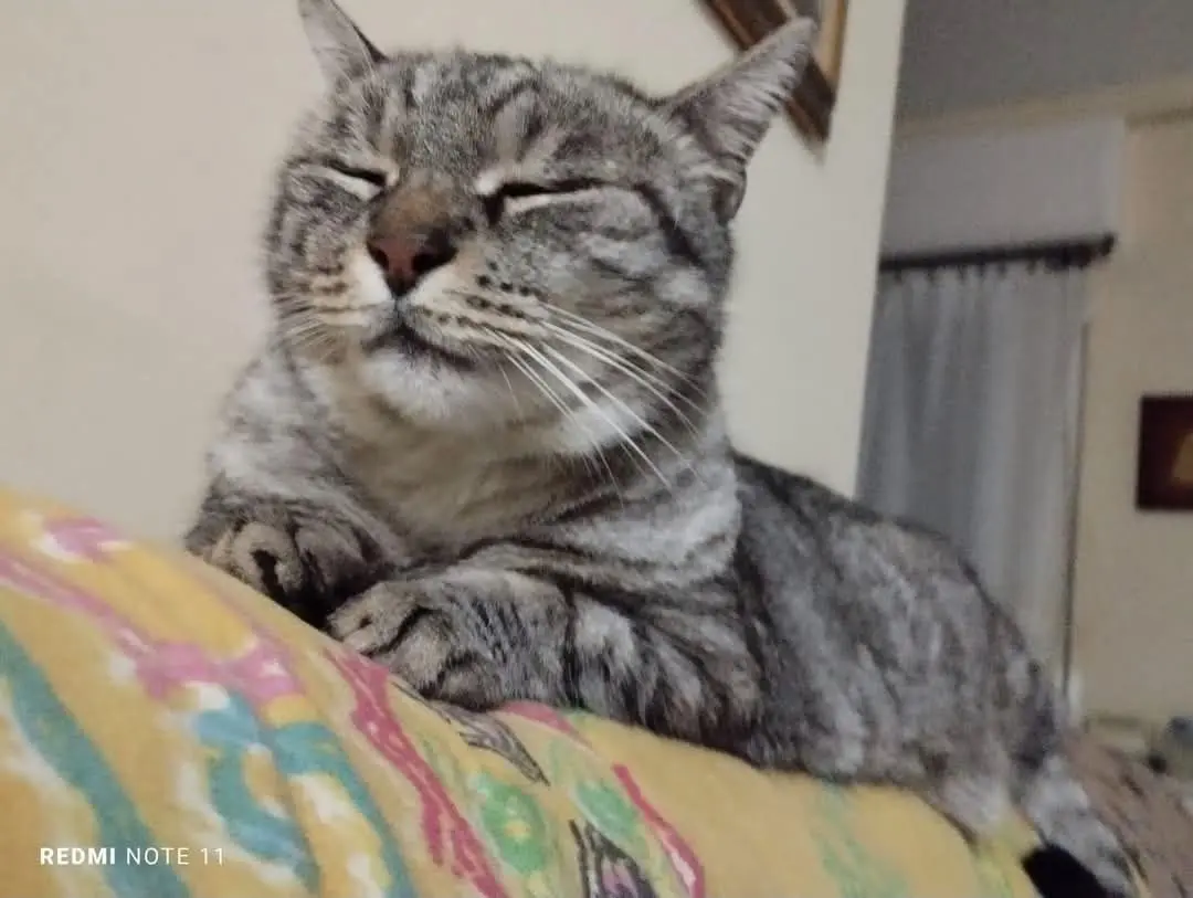 gatto lost   16035 Rapallo Pilu'