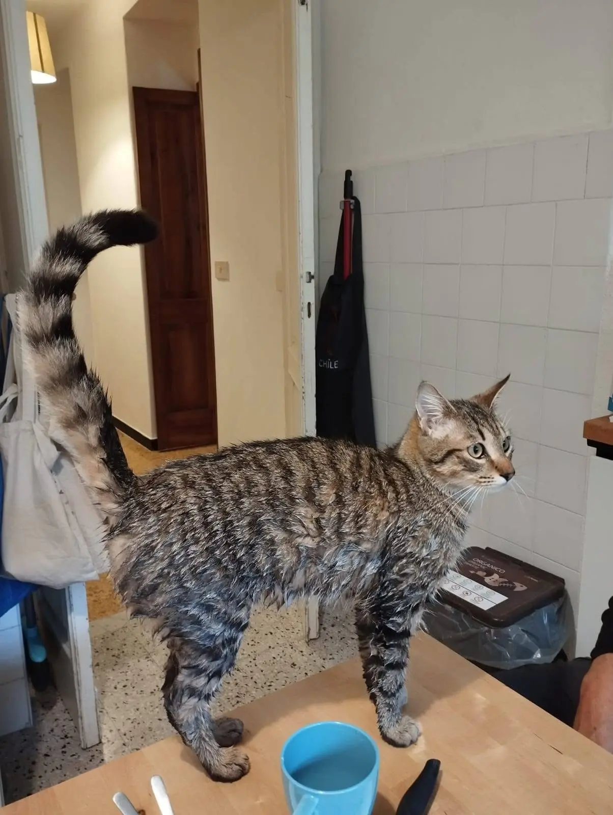 gatto lost   16043 Chiavari Pompon